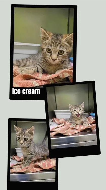 A baby small-sized male Domestic Short Hair cat named Ice Cream for adoption in West Chester, PA