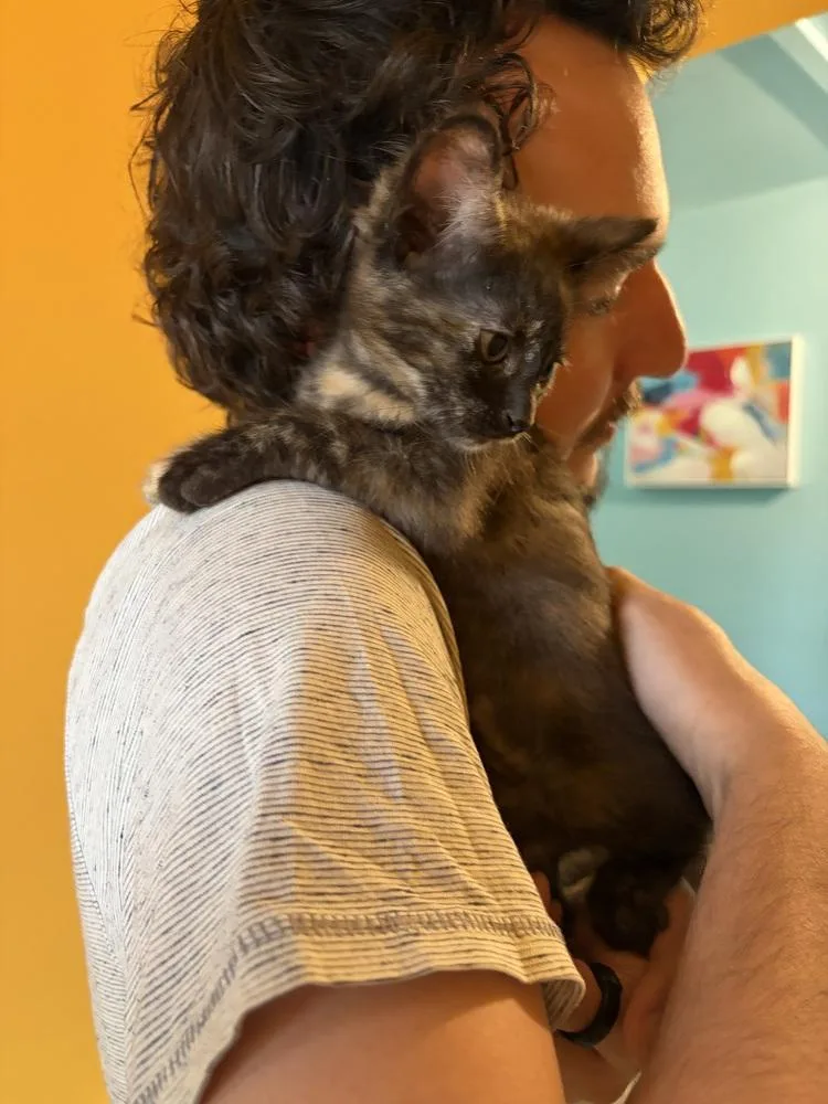 A baby medium-sized female Domestic Short Hair cat named Dolores for adoption in Clinton Township, MI