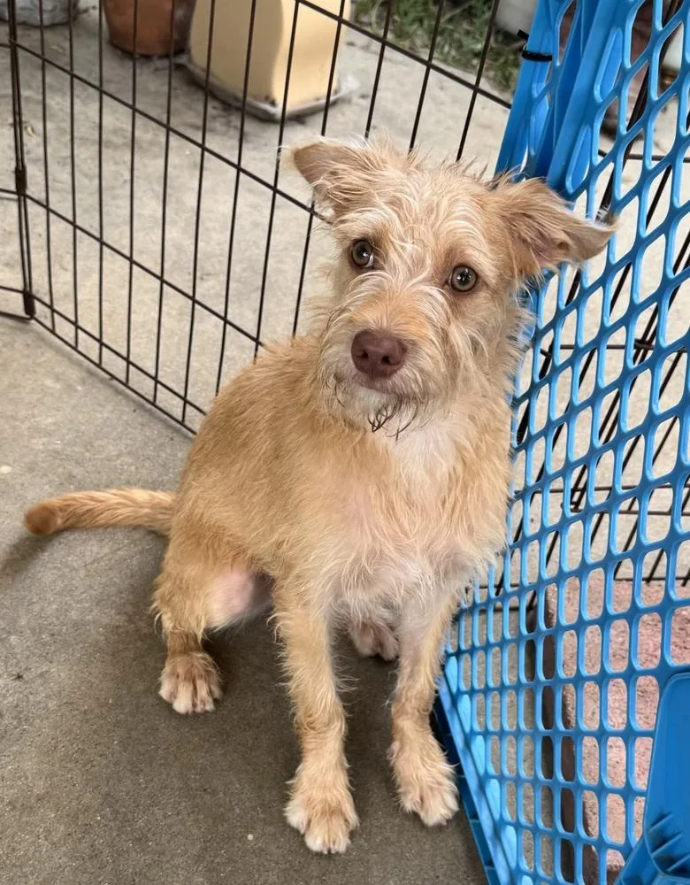 A baby small-sized male Mixed Breed dog named Sully for adoption in San Diego, CA