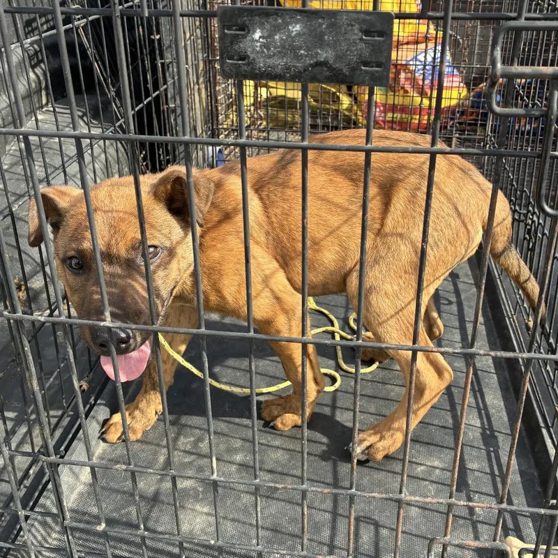 A baby medium-sized male Brown / Chocolate Mixed Breed dog named Kota for adoption in Tacoma, WA