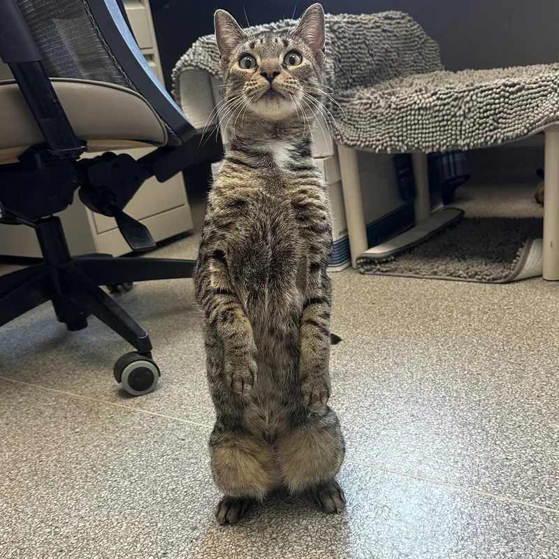 A young medium-sized female Tabby (Brown / Chocolate) Domestic Short Hair cat named Pepper for adoption in Cooperstown, NY
