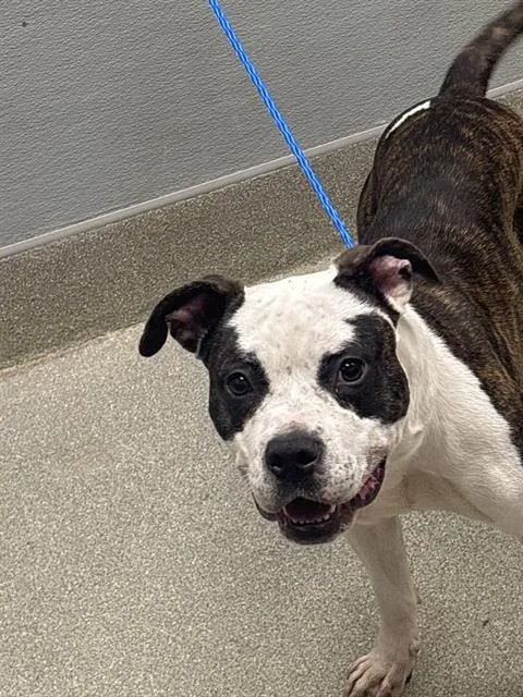A young large-sized female Pit Bull Terrier dog named Petunia for adoption in Las Vegas, NV