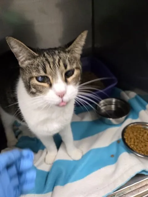 An adult small-sized female Domestic Short Hair cat named Gravy for adoption in Killeen, TX