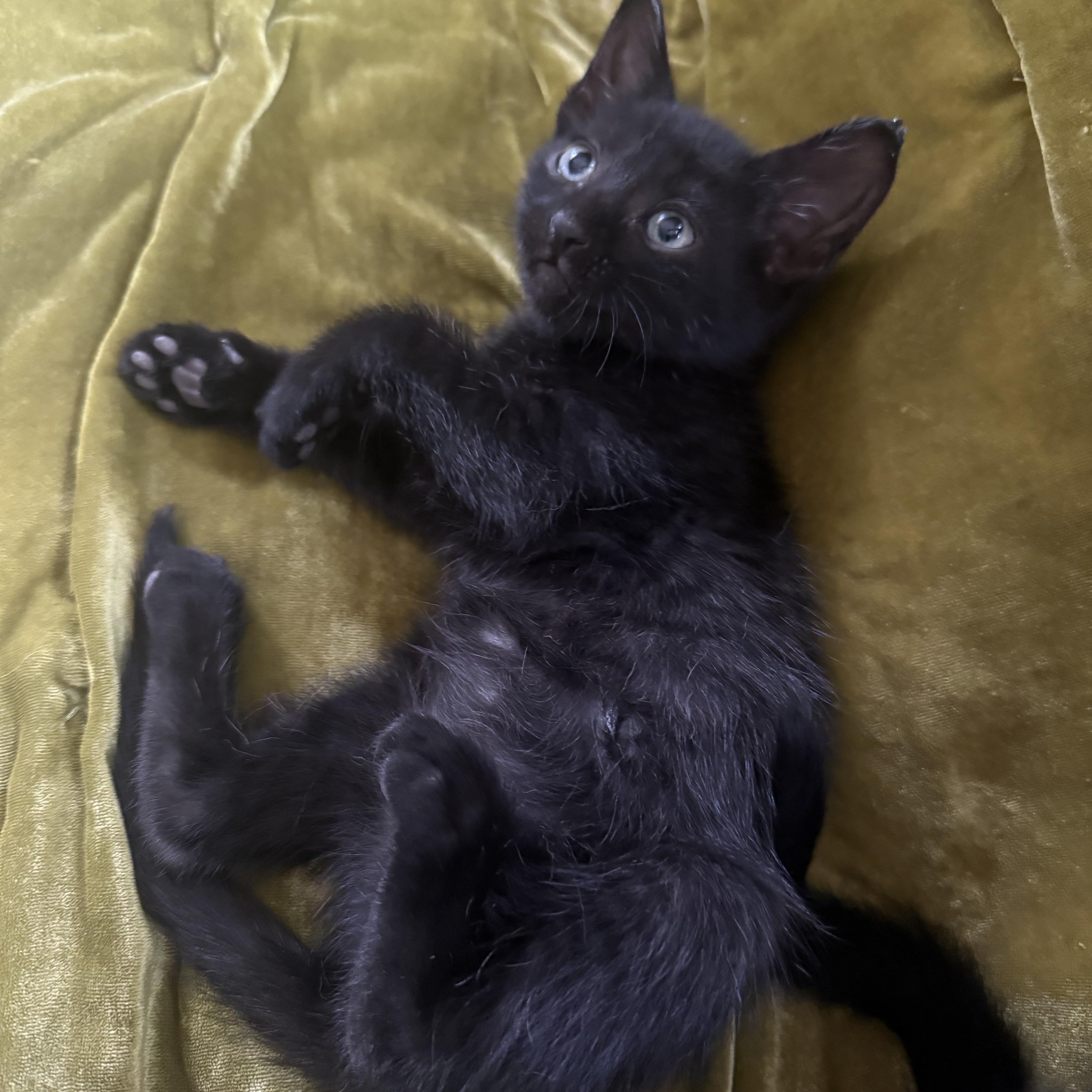 A baby small-sized male Black Domestic Short Hair cat named Sirius Black for adoption in Morrison, CO