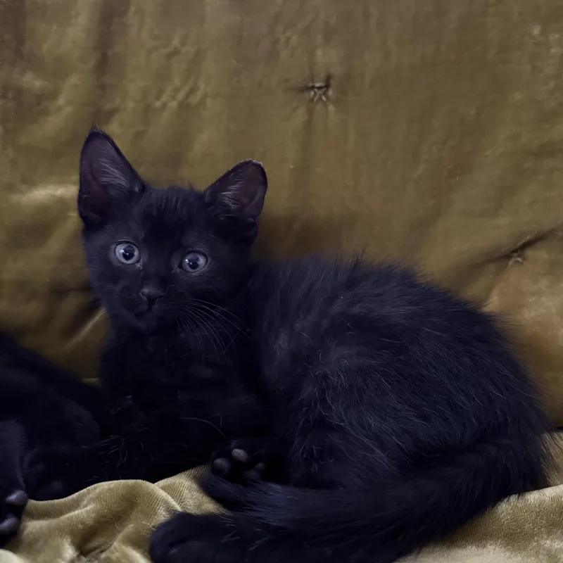 Sirius Black thumbnail 5