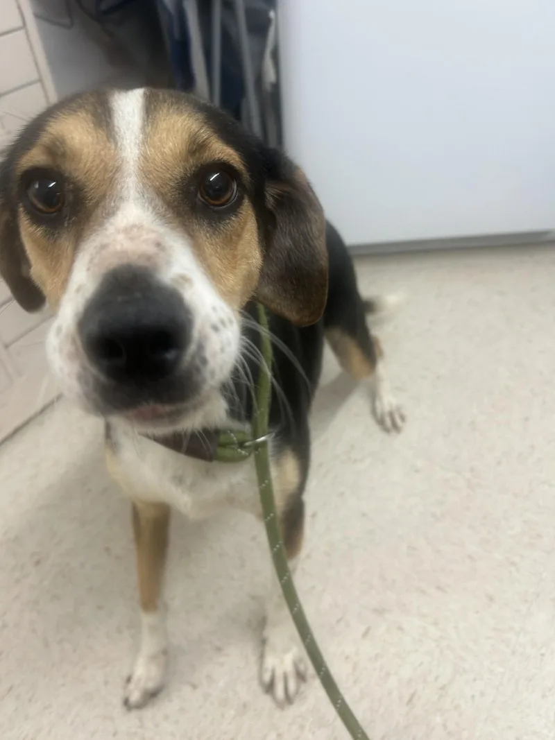 An adult medium-sized female Tricolor (Brown, Black, & White) Treeing Walker Coonhound dog named Jade for adoption in Mount Sterling, KY