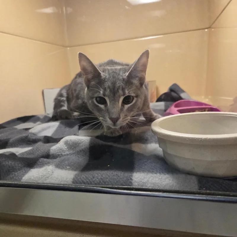 A young small-sized male Gray / Blue / Silver Domestic Short Hair cat named Panera for adoption in Beckley, WV