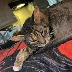 A young small-sized female Domestic Short Hair cat named Clovington aka Clove for adoption in Liverpool, TX