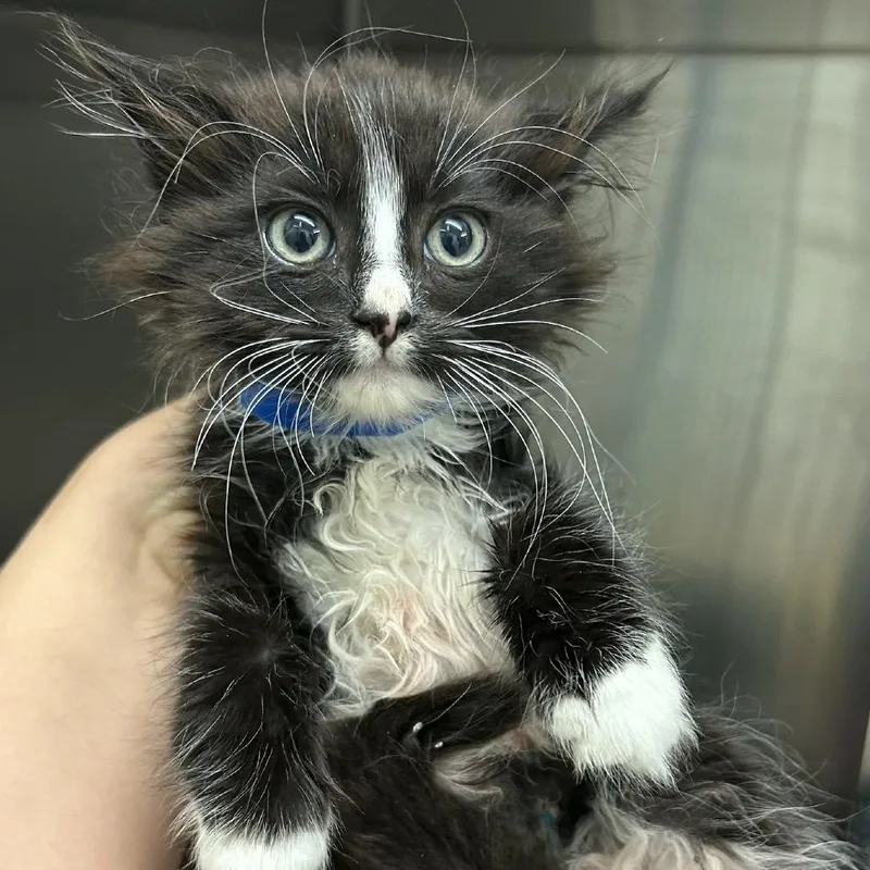 A baby small-sized female Black Domestic Short Hair cat named Jaws Meet me at for adoption in Buffalo, MN