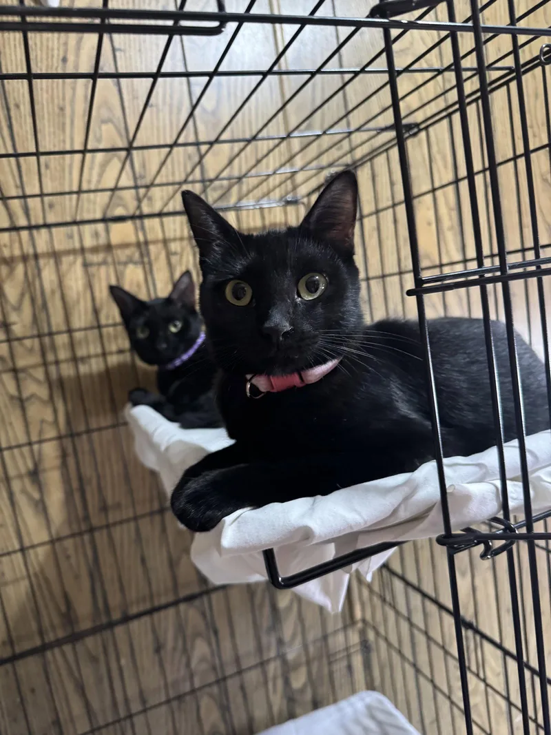 A baby medium-sized female Black Domestic Short Hair cat named Coco & Delilah for adoption in Williamsburg, NM