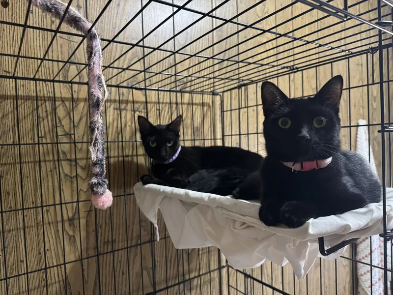 Coco & Delilah thumbnail 2
