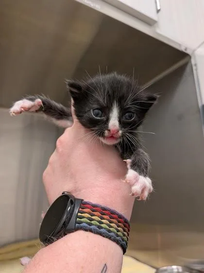 A baby small-sized unknown Domestic Short Hair cat named Shock for adoption in Atlanta, GA