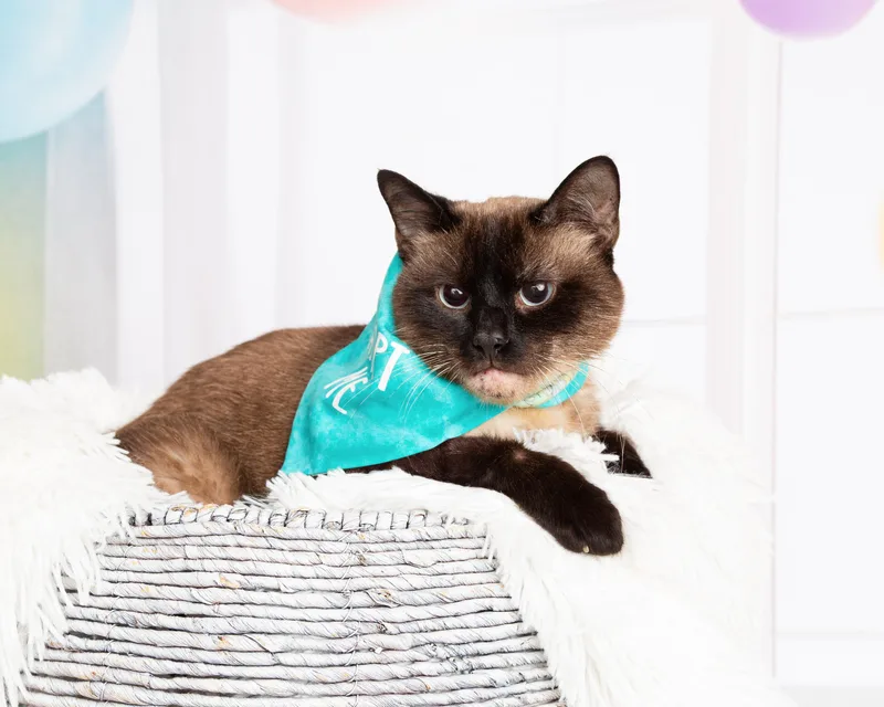 An adult medium-sized male Buff / Tan / Fawn Siamese cat named Ash for adoption in Denton, TX