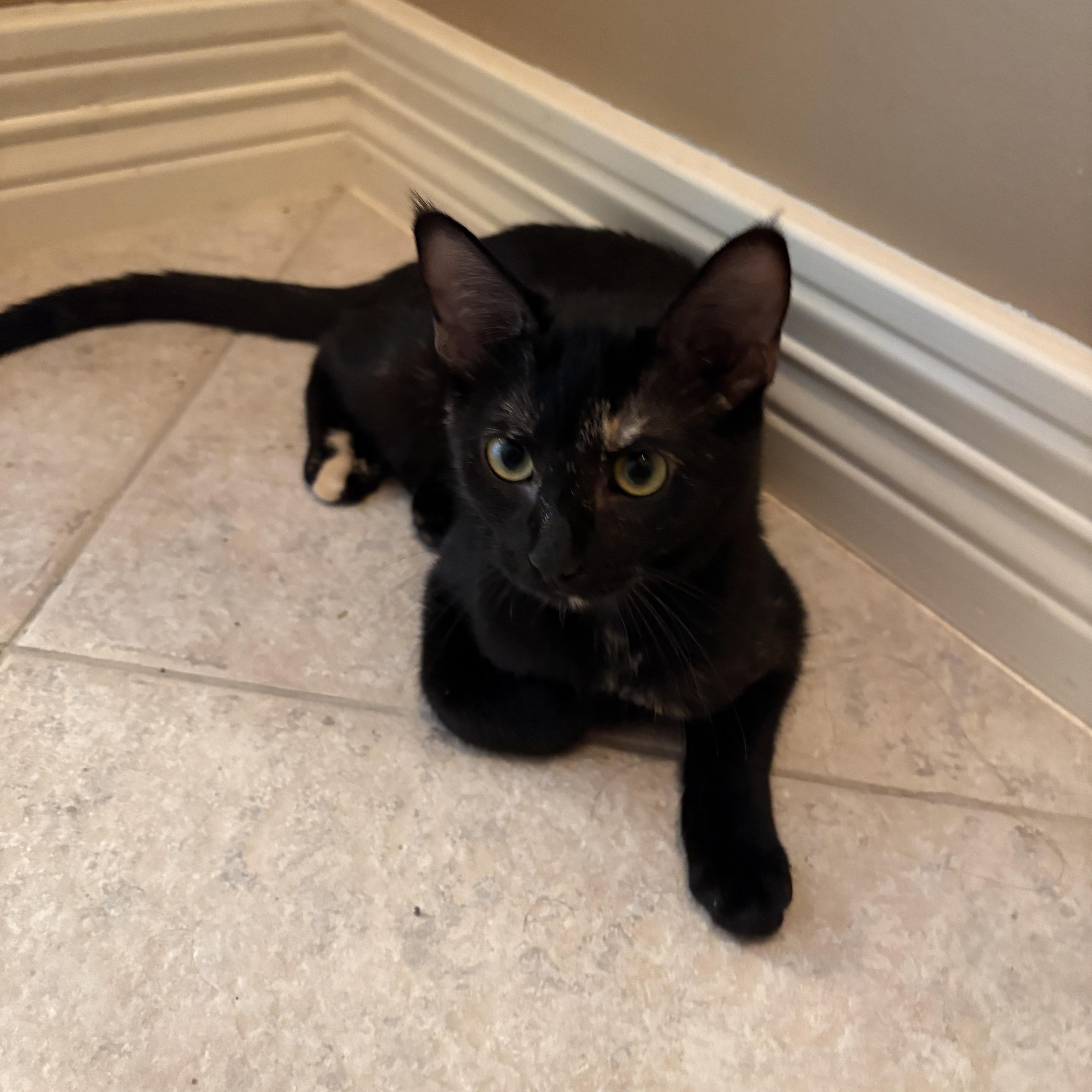 A baby medium-sized female Calico Domestic Short Hair cat named Meekeh & Tsuki for adoption in Liverpool, TX
