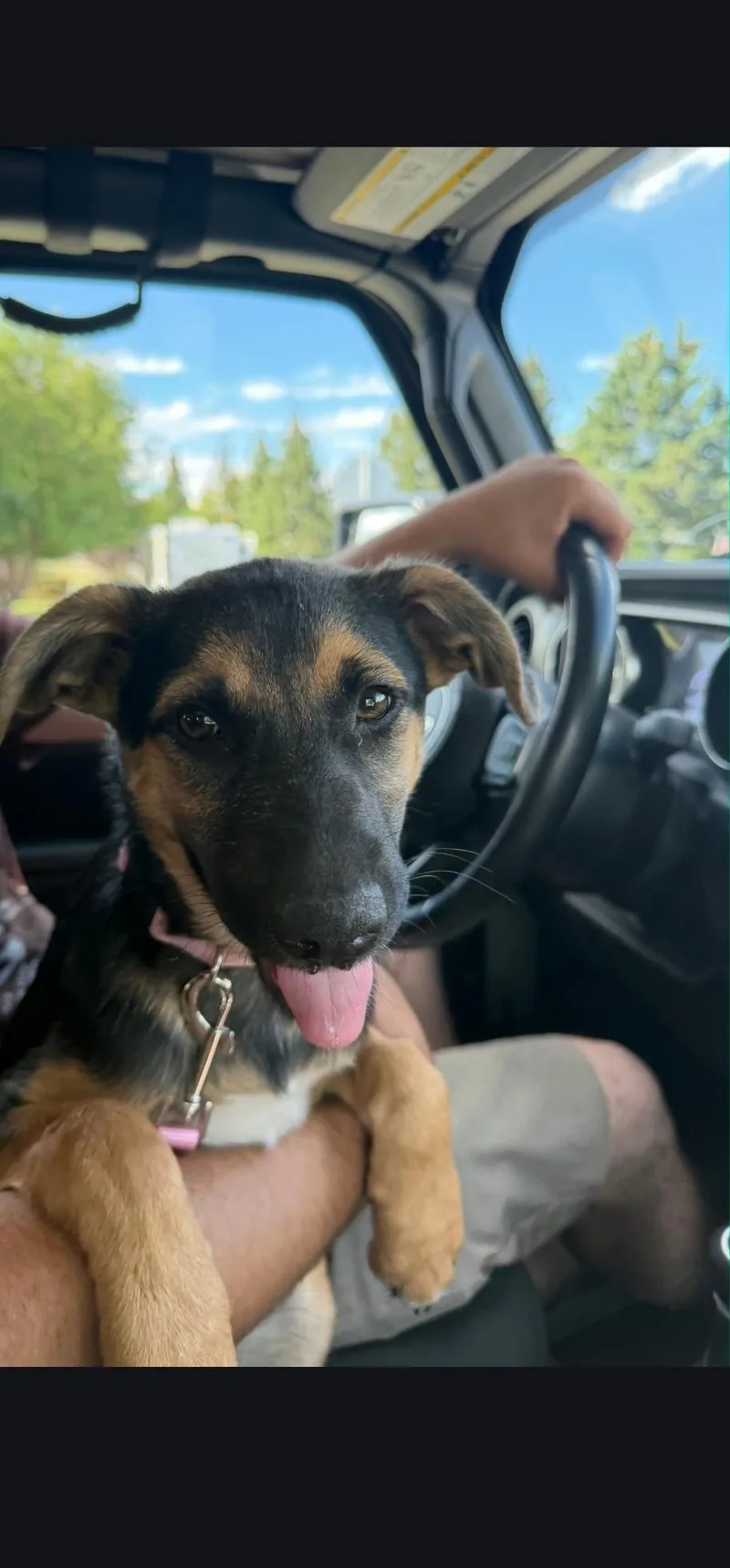 A baby medium-sized female Australian Shepherd dog named Janet for adoption in Hardin, MT
