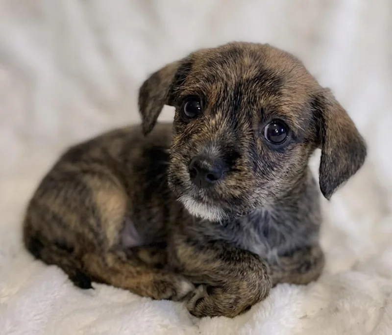 A baby small-sized male Brindle Cairn Terrier dog named Royce for adoption in Iron Ridge, WI