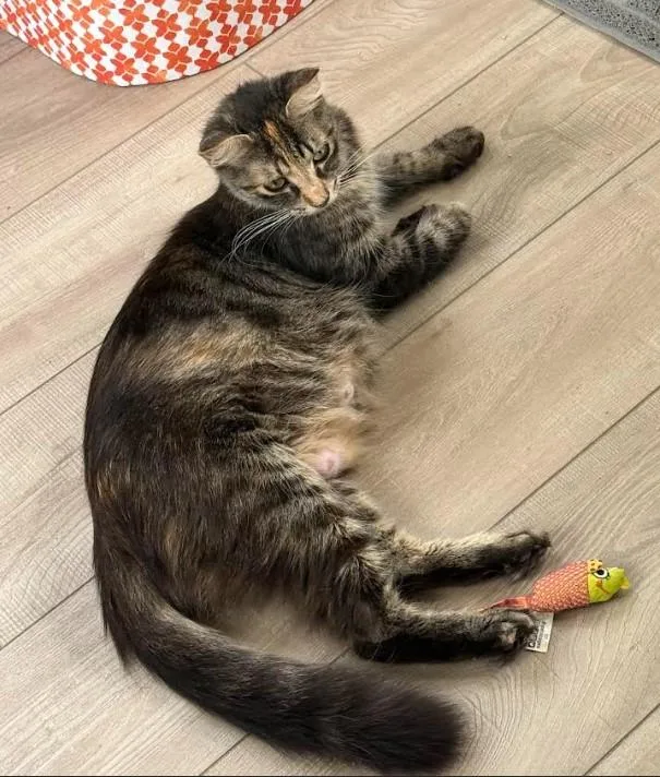A young medium-sized female Tabby (Brown / Chocolate) Domestic Short Hair cat named Neapolitan for adoption in Indianapolis, IN