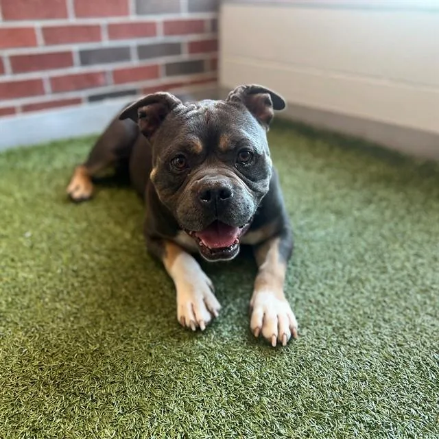 An adult medium-sized male Pit Bull Terrier dog named Boulder for adoption in Edmond, OK