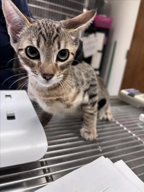 A baby small-sized female Domestic Short Hair cat named Zoey for adoption in Norco, CA