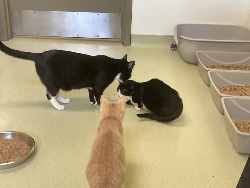 A young small-sized female Black & White / Tuxedo Domestic Short Hair cat named Tailer for adoption in Cincinnati, OH