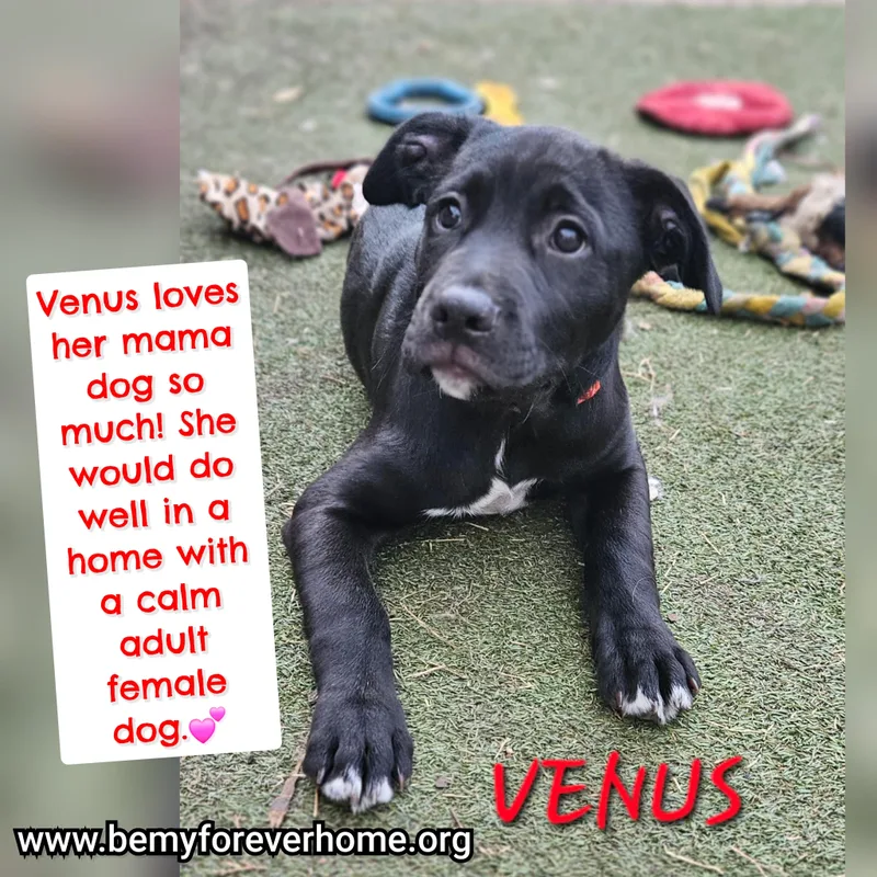 A baby medium-sized female Cane Corso dog named Venus for adoption in Plano, TX