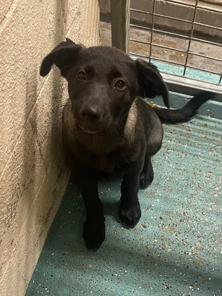 A baby medium-sized male German Shepherd Dog dog named Diana for adoption in Seven Points, TX