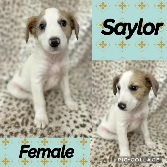 A baby medium-sized female Australian Shepherd dog named Saylor for adoption in Manchester, CT