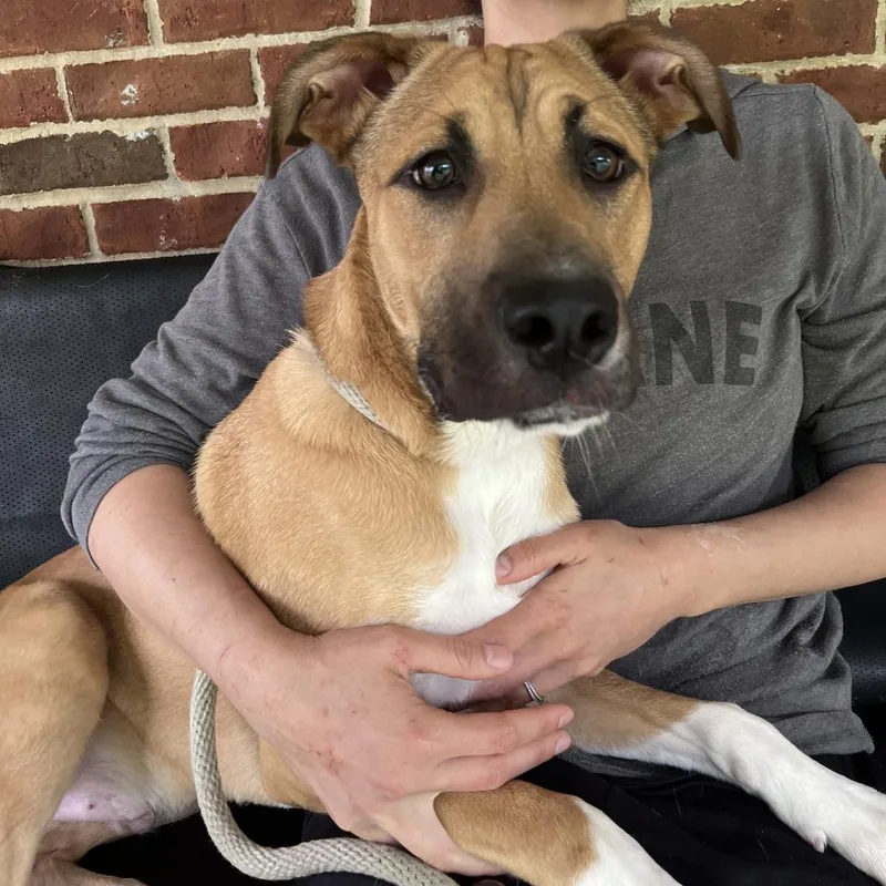 A young medium-sized male Brown / Chocolate Boxer dog named Rambo for adoption in Nashville, TN