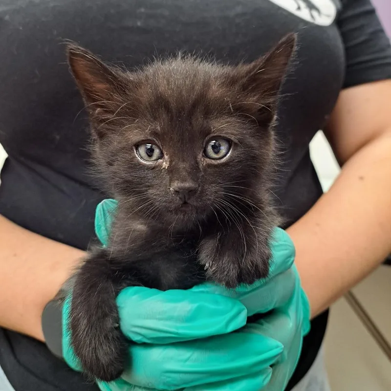 A baby small-sized male Black Domestic Short Hair cat named Pyrite for adoption in Albuquerque, NM
