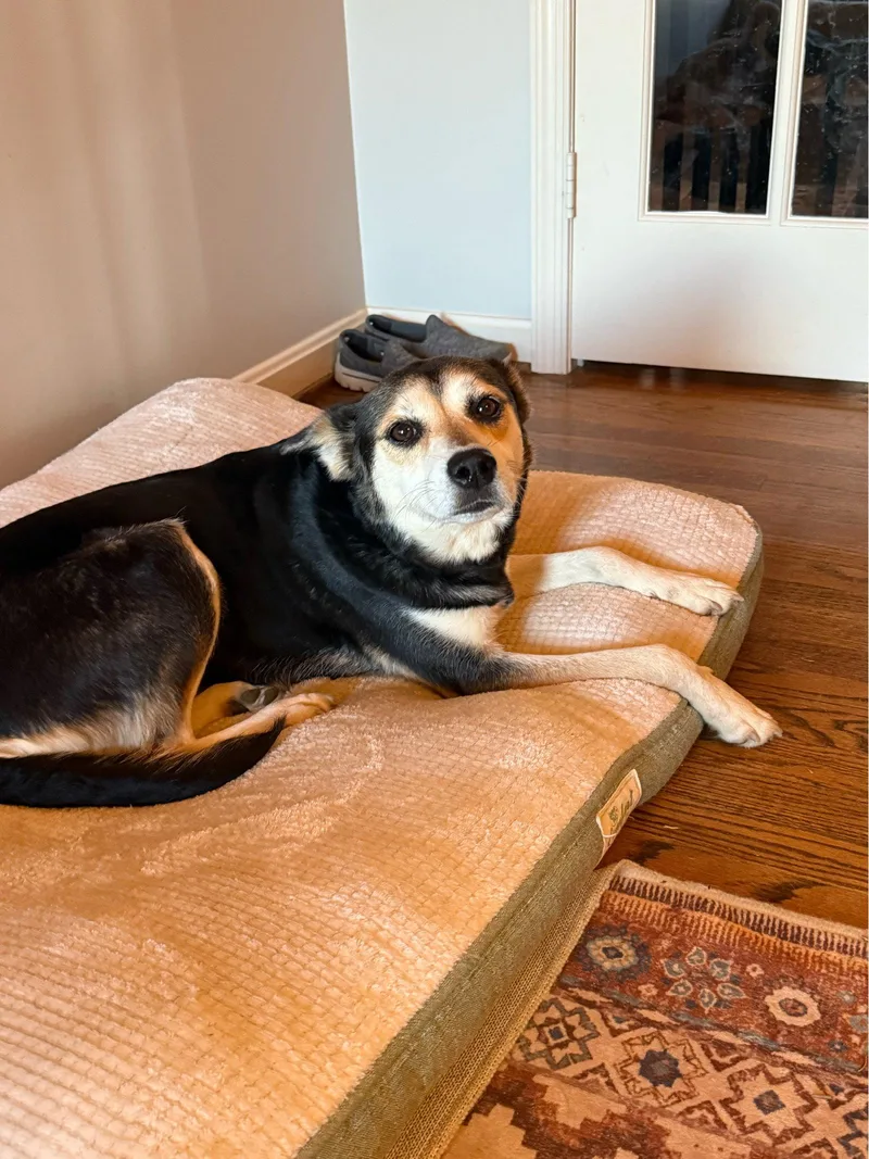 A young medium-sized female Shepherd dog named Roxy for adoption in Forest Hill, MD