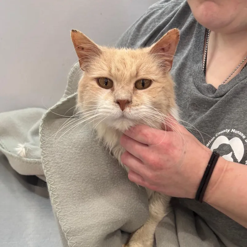 A senior medium-sized male Orange / Red Domestic Medium Hair cat named Guru for adoption in Fairmont, WV