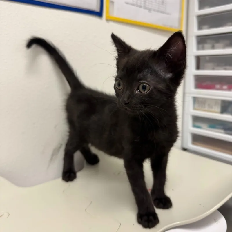 A baby small-sized female Domestic Short Hair cat named Cheddar for adoption in Edinburg, TX