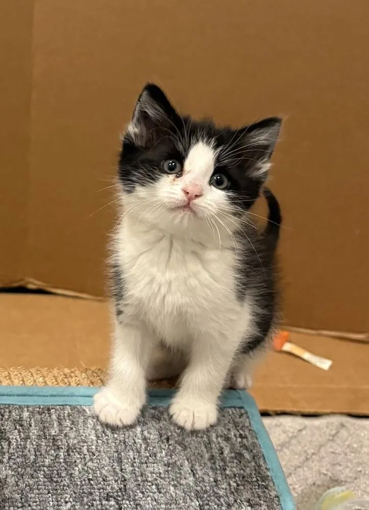 A baby small-sized male Domestic Short Hair cat named Jules Verne for adoption in Ferndale, MI