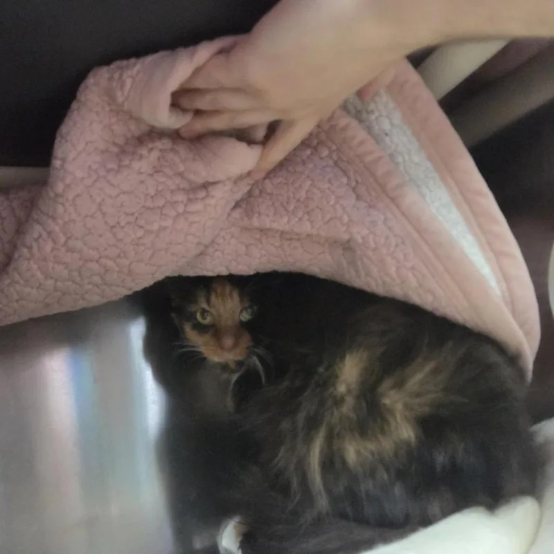 A senior medium-sized female Calico Domestic Short Hair cat named Nyx for adoption in Grand Rapids, MI