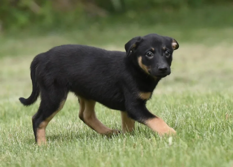 A baby medium-sized female Labrador Retriever dog named Simone for adoption in Mechanicsburg, PA