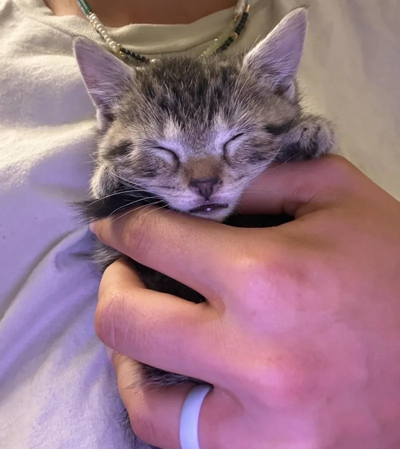 A baby medium-sized male Domestic Short Hair cat named Tomahawk for adoption in Mayfield, NY