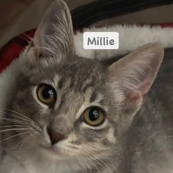 Millie