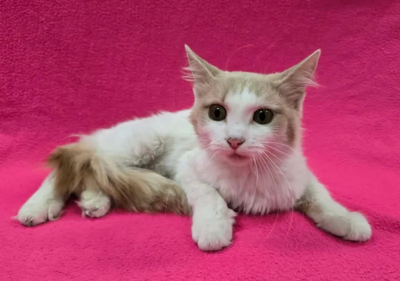 An adult small-sized female Orange & White Domestic Medium Hair cat named Petunia for adoption in Frankfort, IN