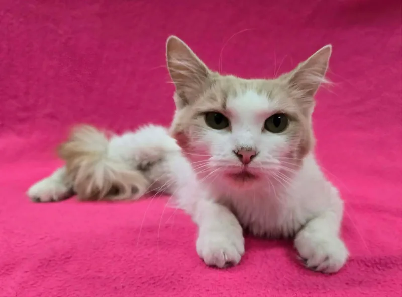 Petunia thumbnail 2