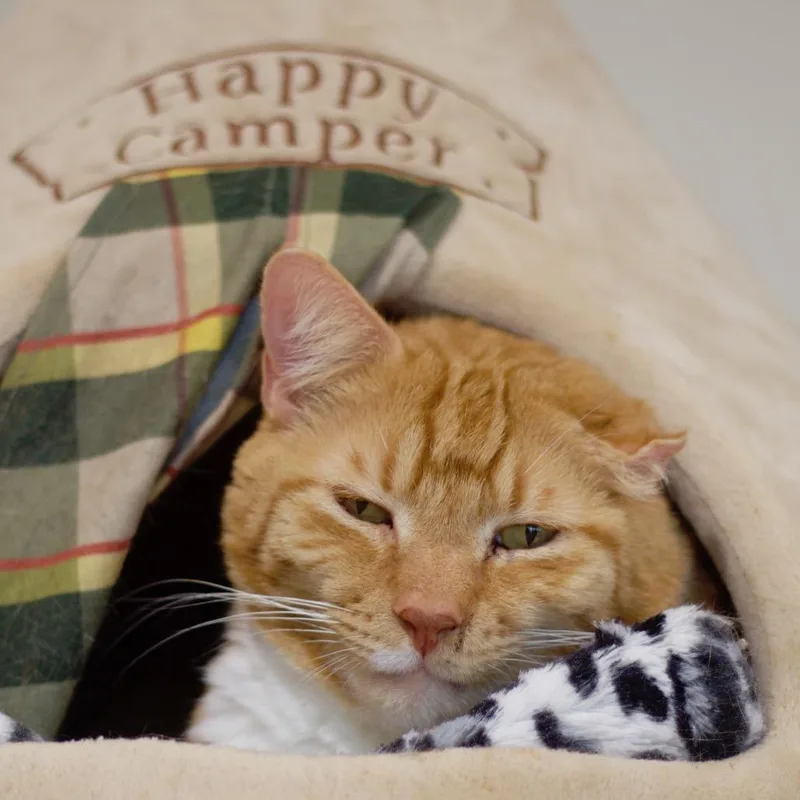 A senior extra large-sized male Domestic Short Hair cat named Lenny for adoption in Cumming, GA