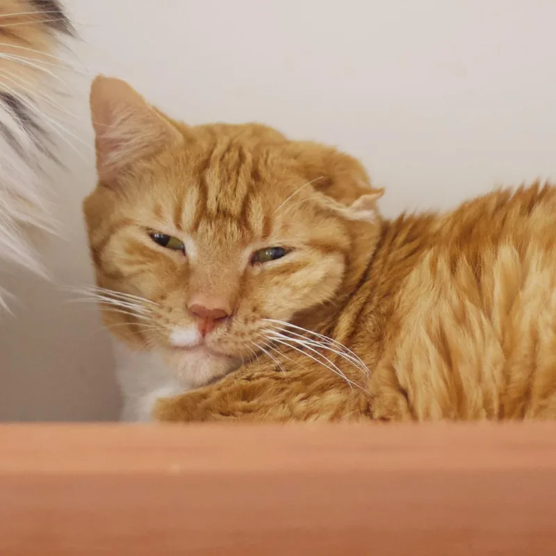 Lenny thumbnail 2