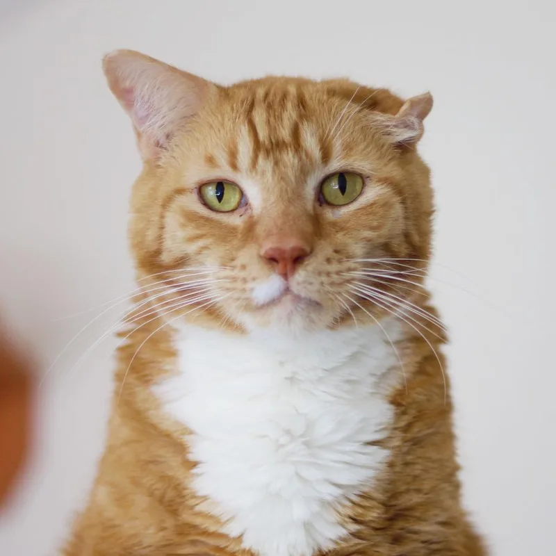 Lenny thumbnail 3