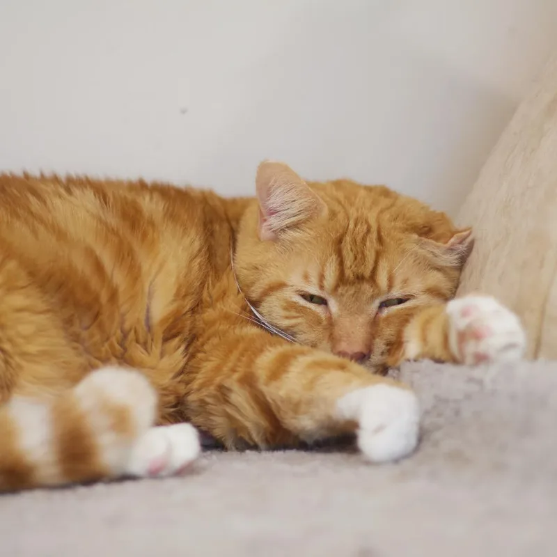 Lenny thumbnail 5