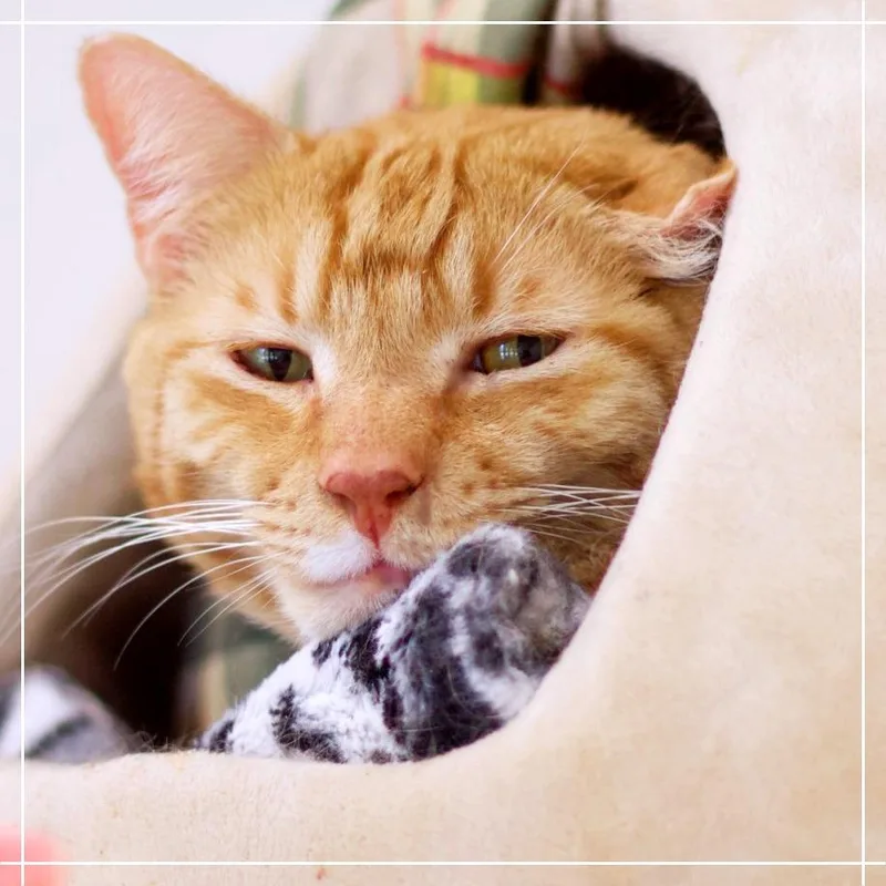 Lenny thumbnail 6