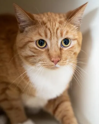 An adult medium-sized male Domestic Short Hair cat named Archie for adoption in Pequot Lakes, MN