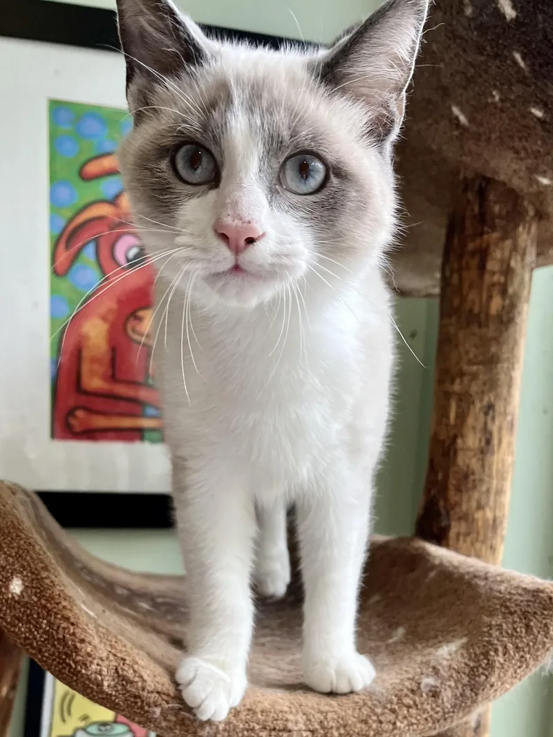 A young medium-sized male Snowshoe cat named Enoki for adoption in Lawrenceville, GA