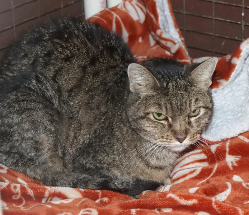 A senior medium-sized female Tabby (Brown / Chocolate) Domestic Short Hair cat named Grandma for adoption in House Springs, MO