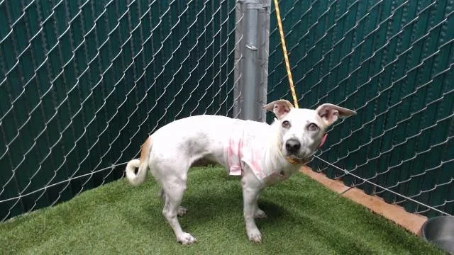 An adult medium-sized female Parson Russell Terrier dog named Beauty for adoption in Downey, CA