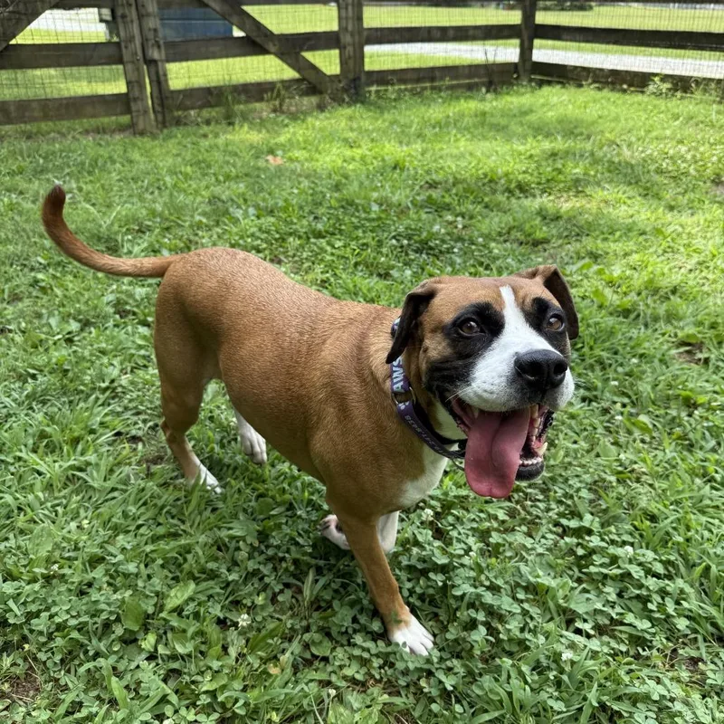 An adult large-sized female Brown / Chocolate Mixed Breed dog named Cocoa for adoption in Mebane, NC
