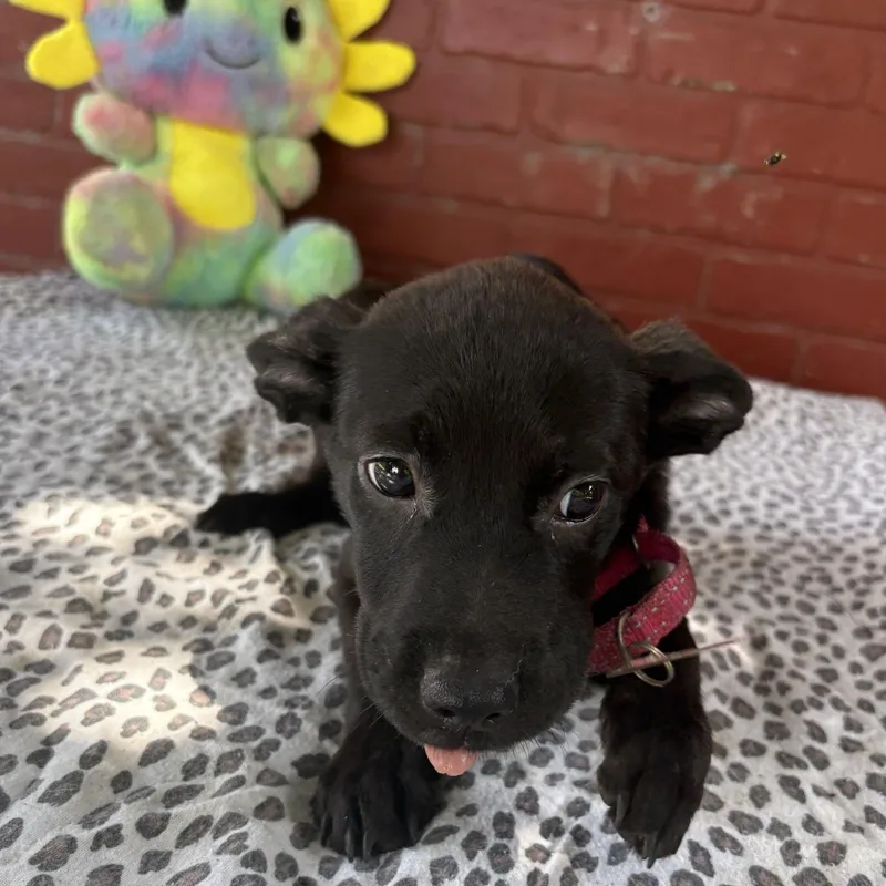 A baby medium-sized female Australian Cattle Dog / Blue Heeler dog named Amaya for adoption in Houston, TX